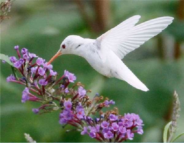 Shangrala's Albino Hummingbird