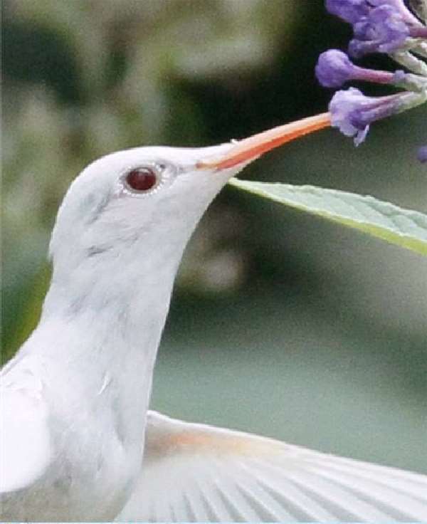 Shangrala's Albino Hummingbird