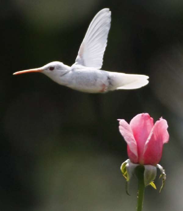 Shangrala's Albino Hummingbird