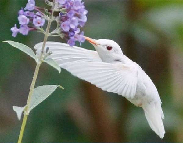 Shangrala's Albino Hummingbird