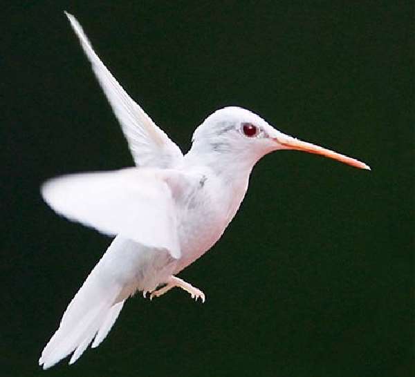 Shangrala's Albino Hummingbird