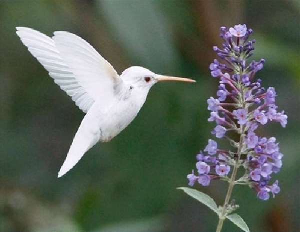 Shangrala's Albino Hummingbird