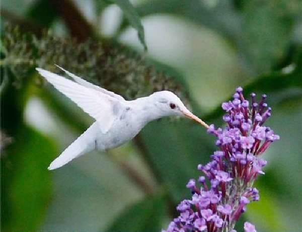 Shangrala's Albino Hummingbird