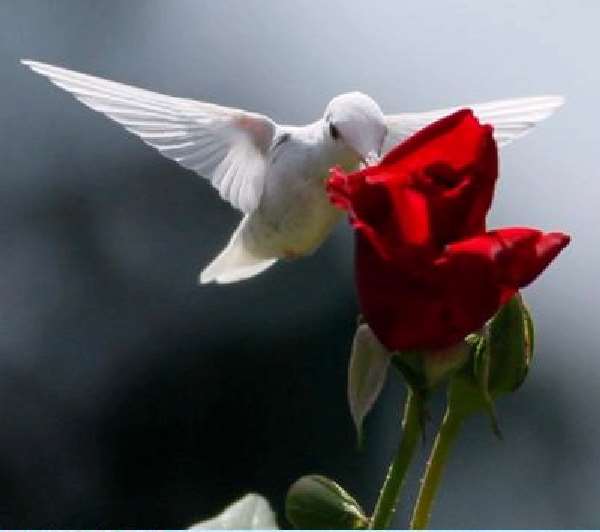 Shangrala's Albino Hummingbird