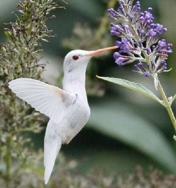 Shangrala's Albino Hummingbird