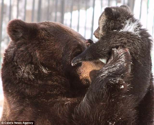 Shangrala's The Real Three Bears