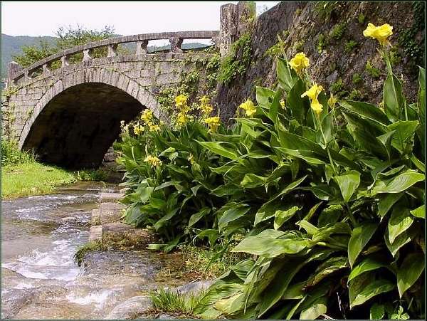 Shangrala's Beautiful Bridges 2