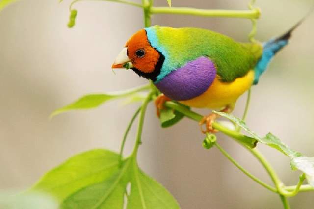 Shangrala's Colorful Birds 2