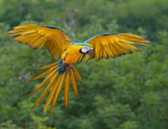 Shangrala's Colorful Birds 2