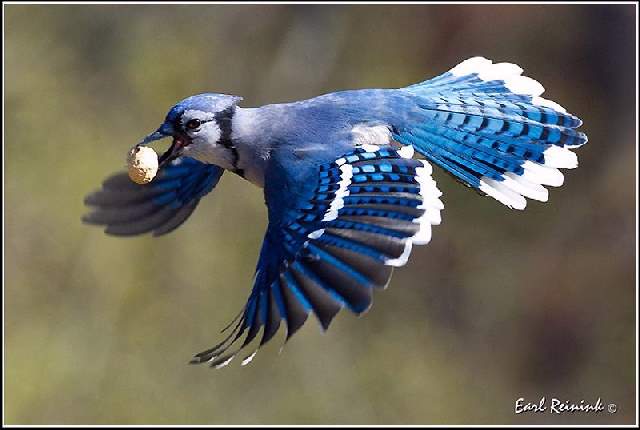 Shangrala's Colorful Birds 2