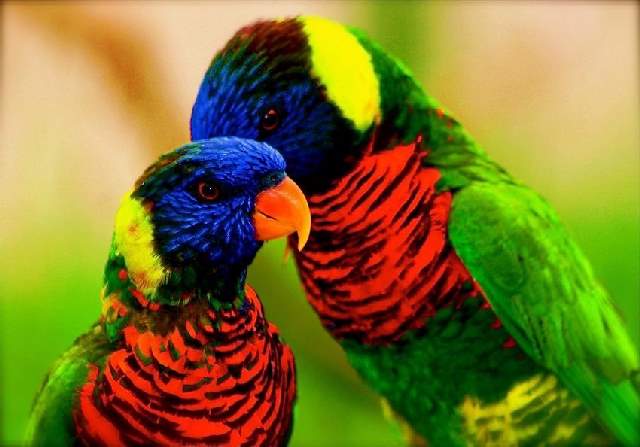 Shangrala's Colorful Birds 2