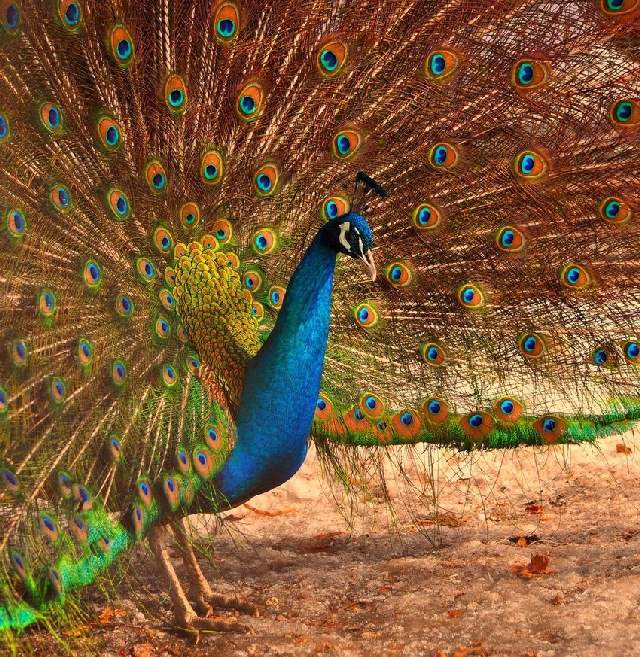 Shangrala's Colorful Birds 2