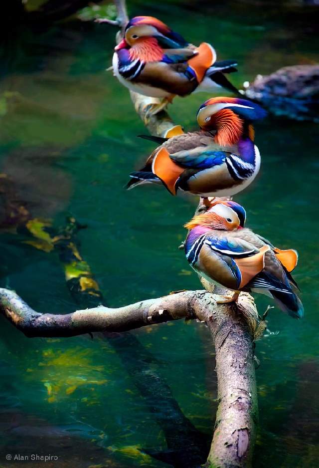 Shangrala's Colorful Birds 2