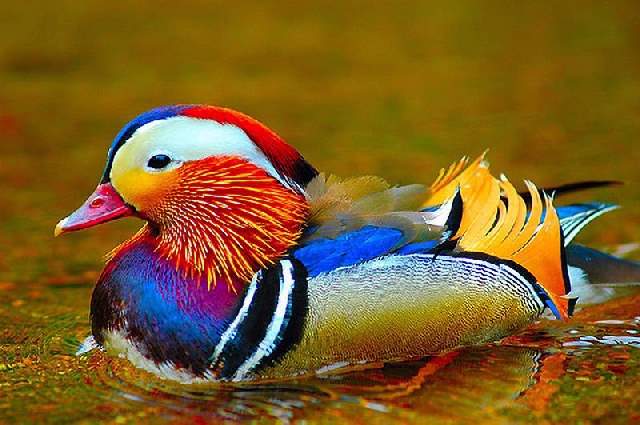 Shangrala's Colorful Birds 2