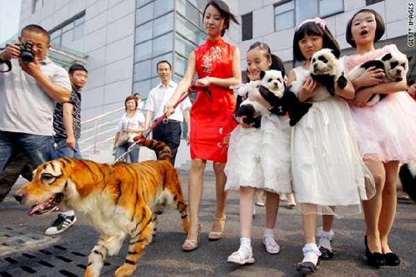 Shangrala's China's Craze For Dogs