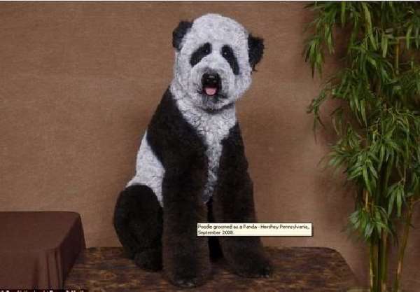 Shangrala's China's Craze For Dogs