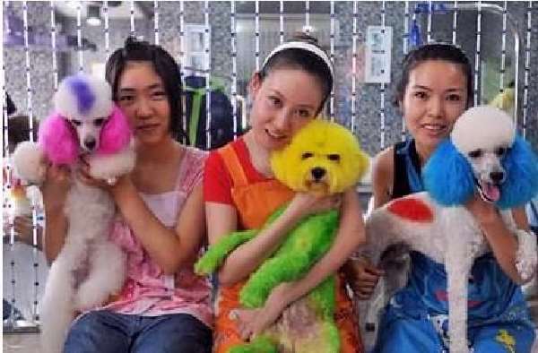 Shangrala's China's Craze For Dogs