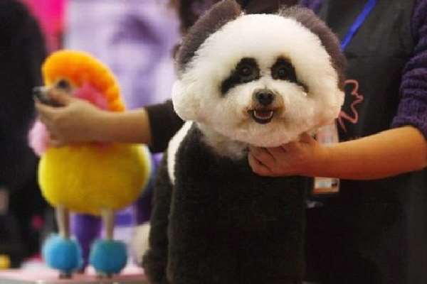 Shangrala's China's Craze For Dogs