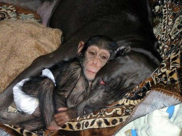 Shangrala's Adopted Chimp