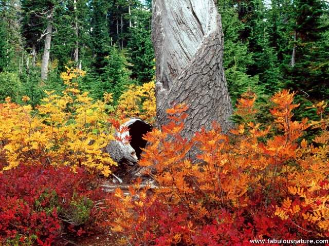 Shangrala's Rainbows Of Fall!