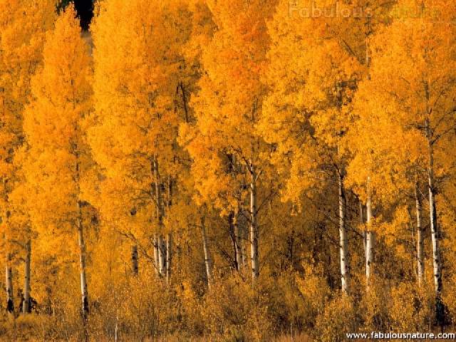 Shangrala's Rainbows Of Fall!