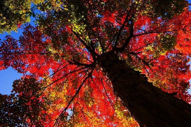 Shangrala's Rainbows Of Fall!