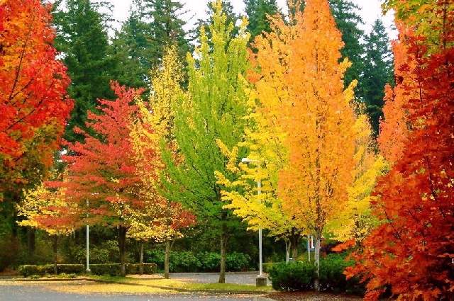 Shangrala's Rainbows Of Fall!