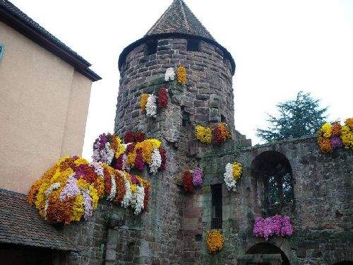 Shangrala's Germany's Chrysanthemum Festival