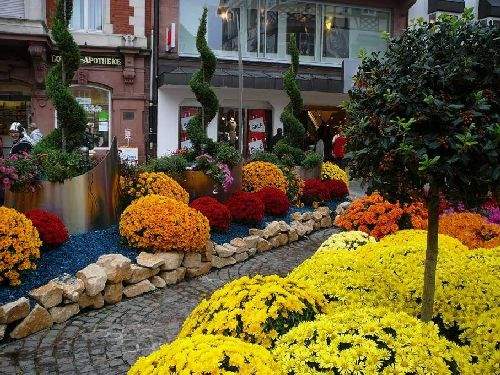 Shangrala's Germany's Chrysanthemum Festival