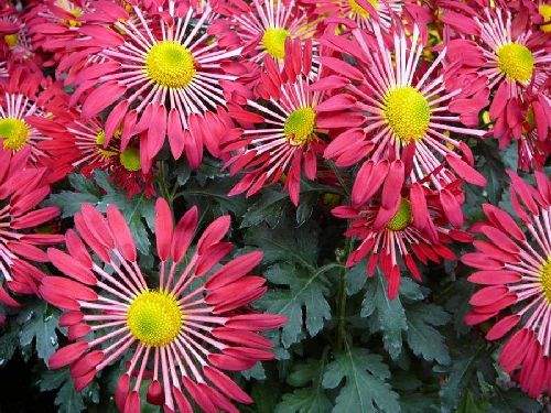 Shangrala's Germany's Chrysanthemum Festival