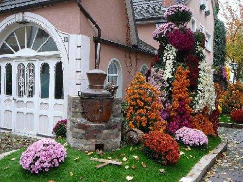 Shangrala's Germany's Chrysanthemum Festival