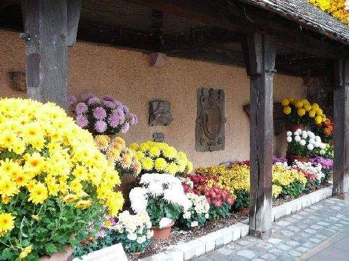 Shangrala's Germany's Chrysanthemum Festival