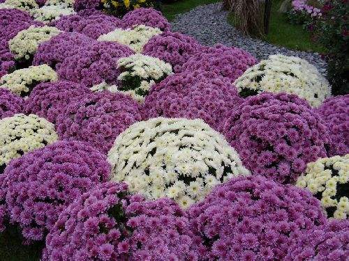 Shangrala's Germany's Chrysanthemum Festival