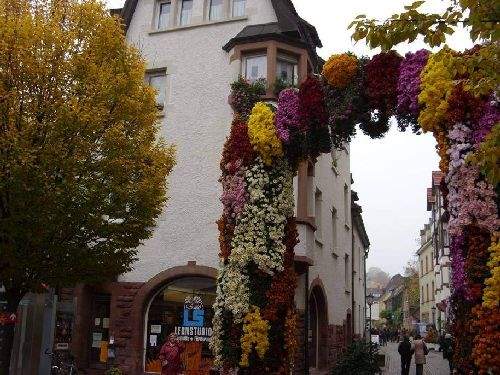 Shangrala's Germany's Chrysanthemum Festival