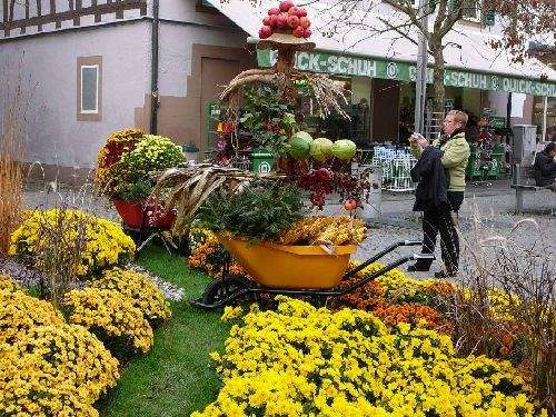 Shangrala's Germany's Chrysanthemum Festival