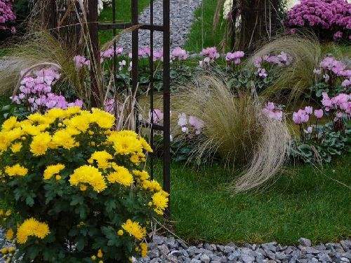 Shangrala's Germany's Chrysanthemum Festival