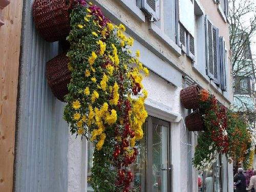 Shangrala's Germany's Chrysanthemum Festival