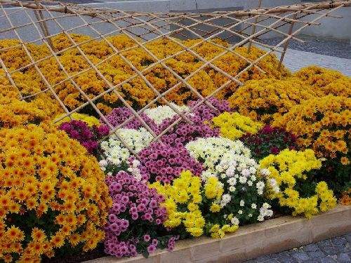 Shangrala's Germany's Chrysanthemum Festival