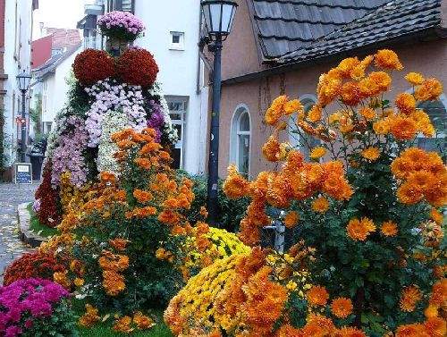 Shangrala's Germany's Chrysanthemum Festival