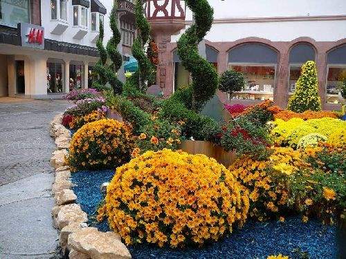 Shangrala's Germany's Chrysanthemum Festival