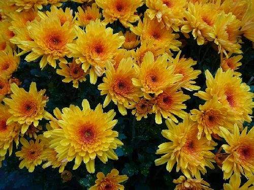 Shangrala's Germany's Chrysanthemum Festival