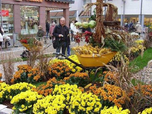 Shangrala's Germany's Chrysanthemum Festival