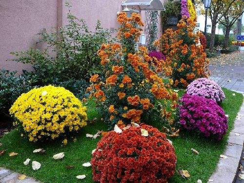 Shangrala's Germany's Chrysanthemum Festival