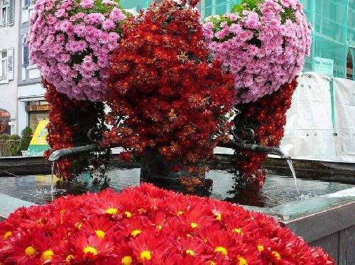 Shangrala's Germany's Chrysanthemum Festival