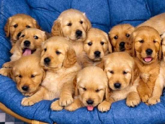 Shangrala's Why God Gave Us Puppies