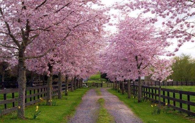 Shangrala's God's Spring Paintings