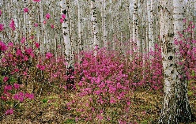 Shangrala's God's Spring Paintings