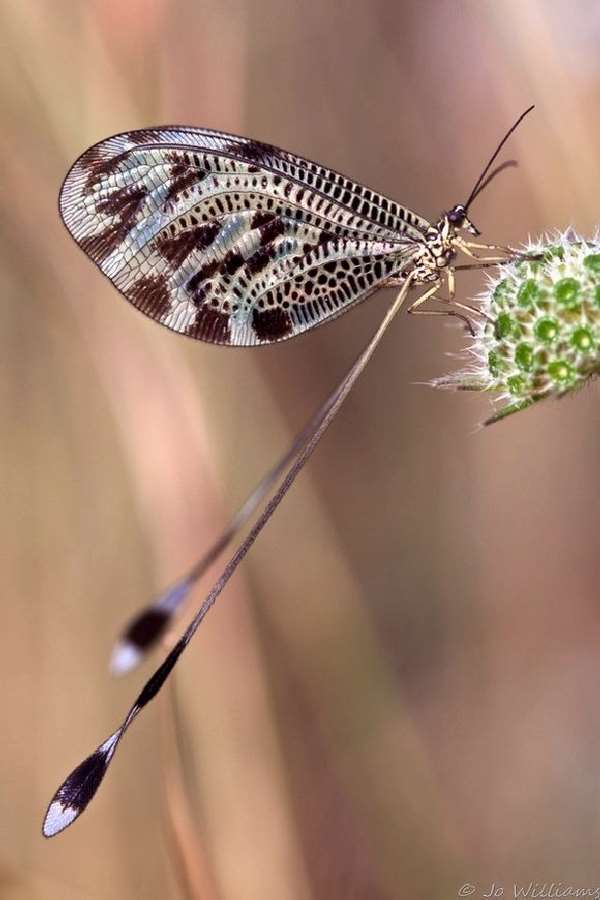 Shangrala's Pretty Bugs