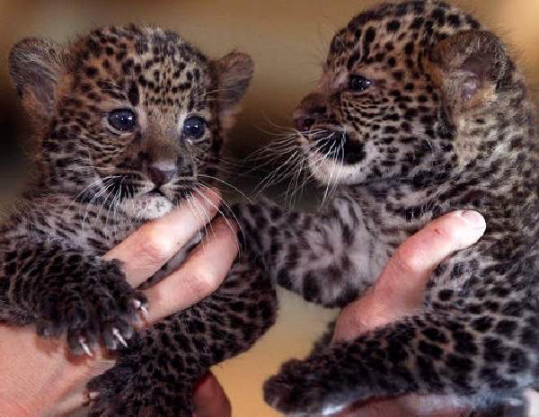 Shangrala's Tierpark Leopard Cubs