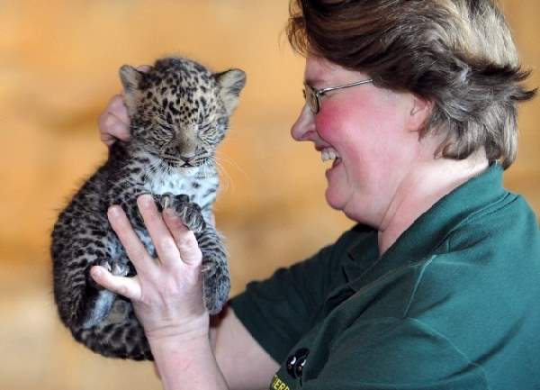 Shangrala's Tierpark Leopard Cubs